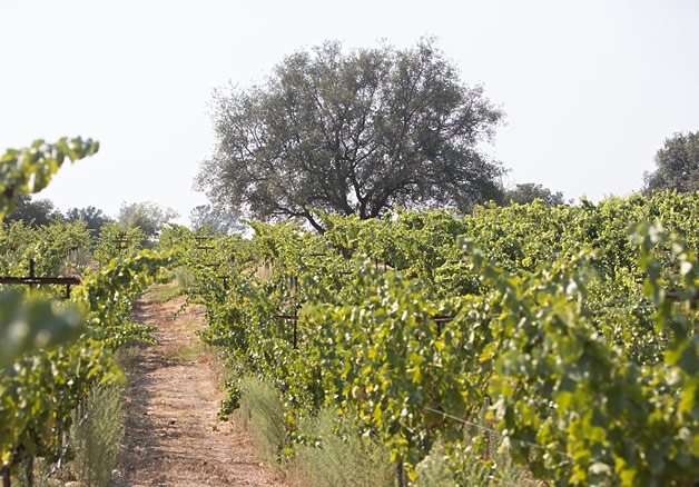 Twin Rocks Estate Winery Granite Bay California