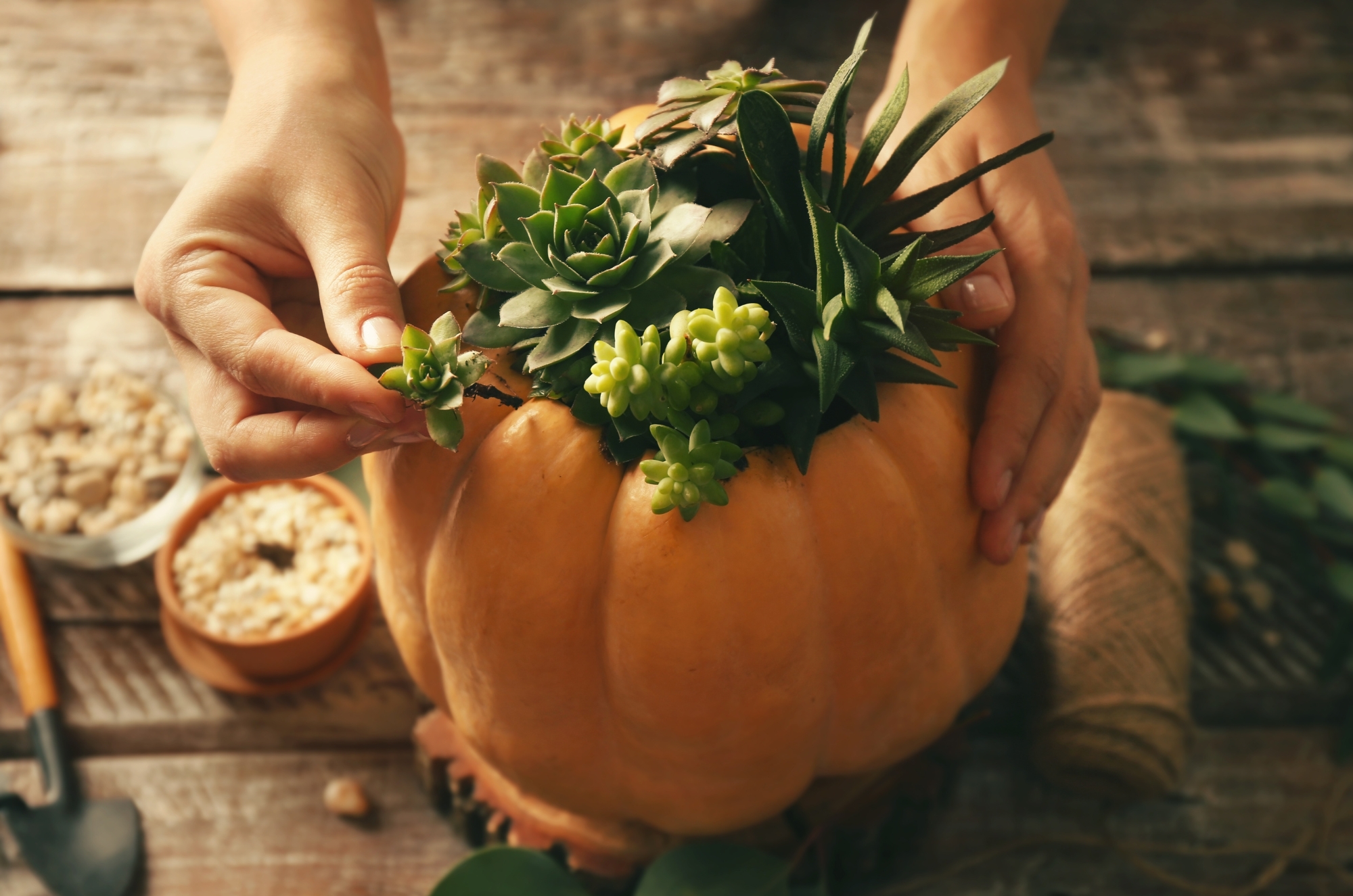 Autumn Pumpkin Decorating Class
